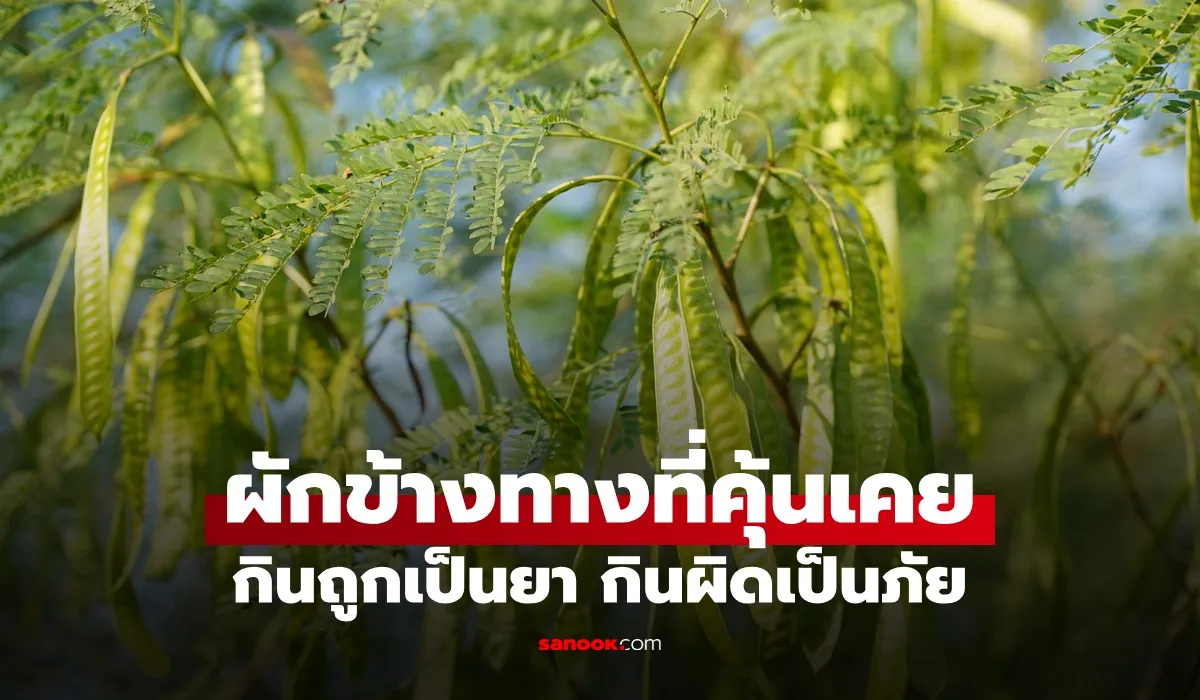 กระถิน