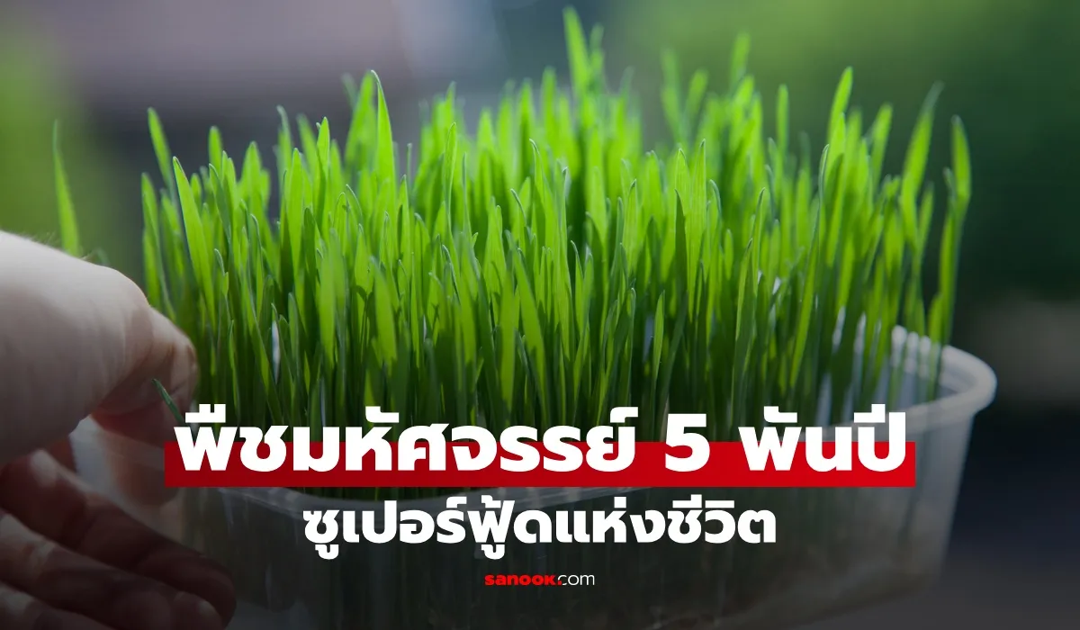 พืชมหัศจรรย์