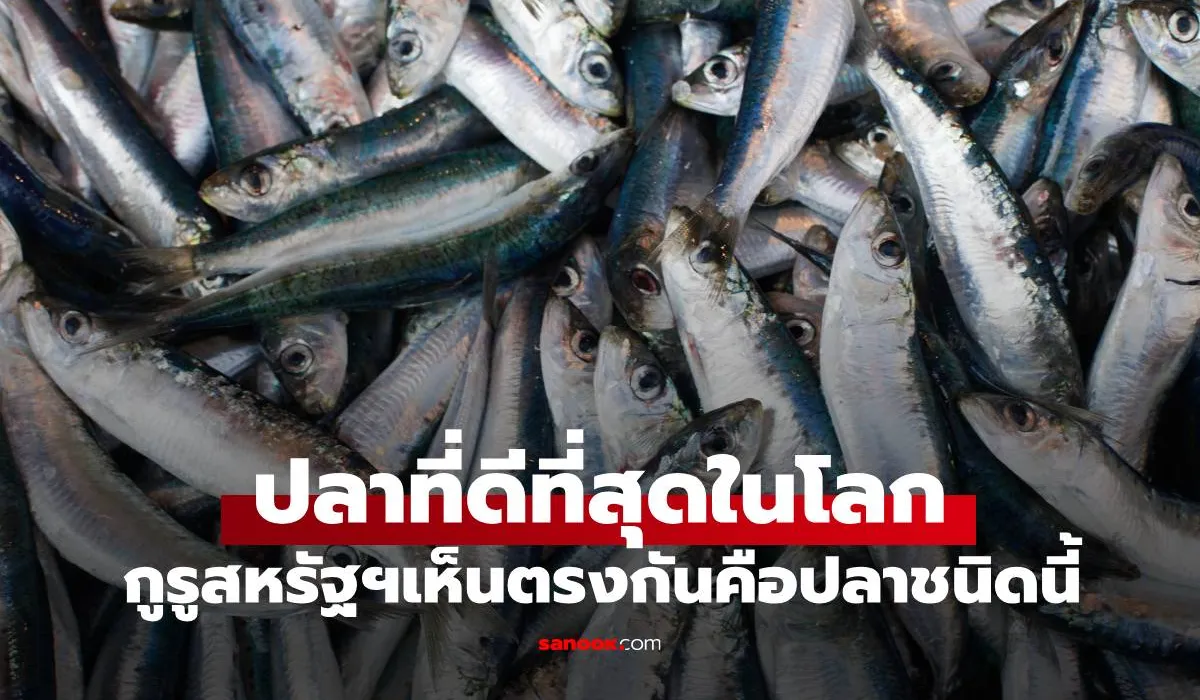 ปลาดีที่สุดในโลก
