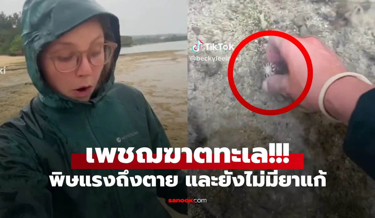 หอยเต้าปูน