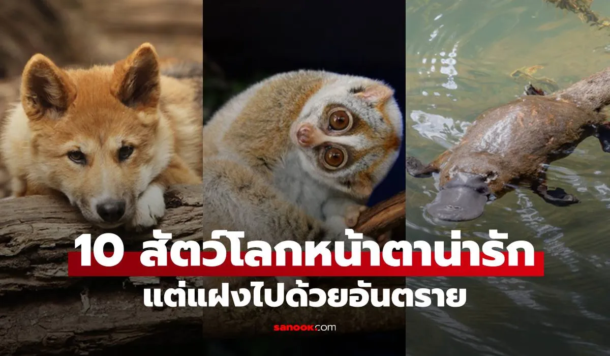 10 สัตว์โลกหน้าตาน่ารัก