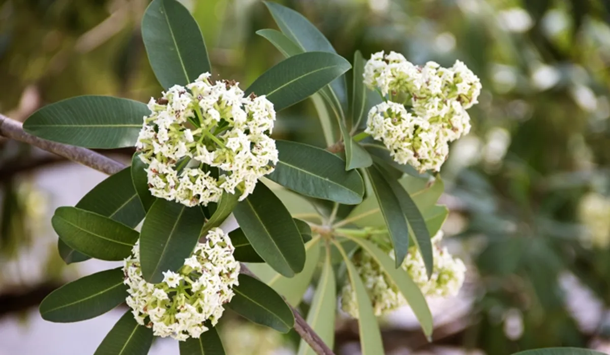 ประโยชน์ต้นตีนเป็ด