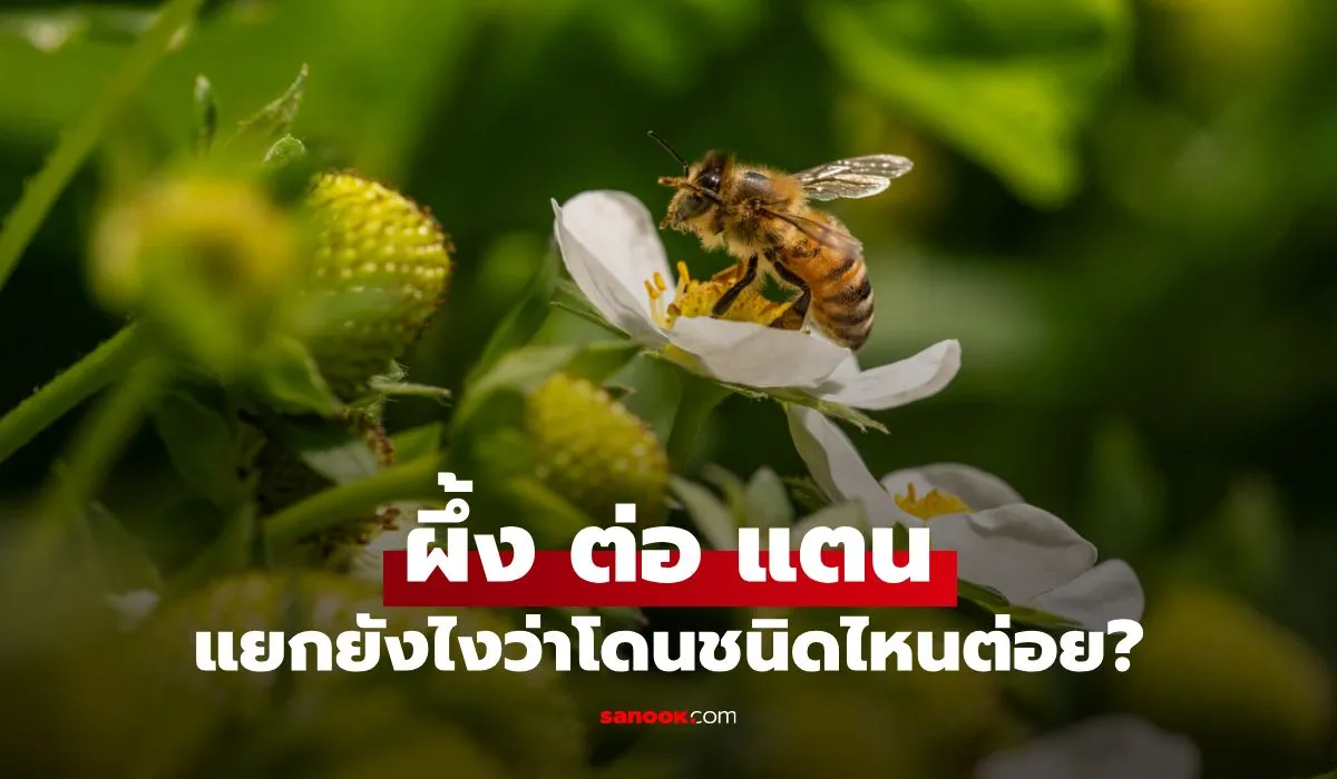 แยกพิษผึ้ง ต่อ แตน