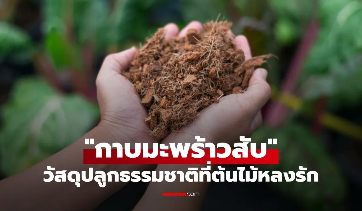 กาบมะพร้าวสับ