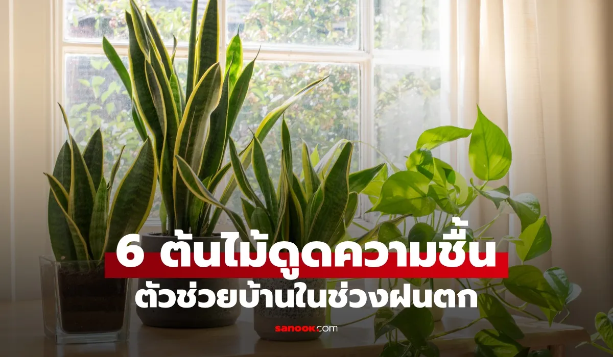 ต้นไม้ดูดความชื้น