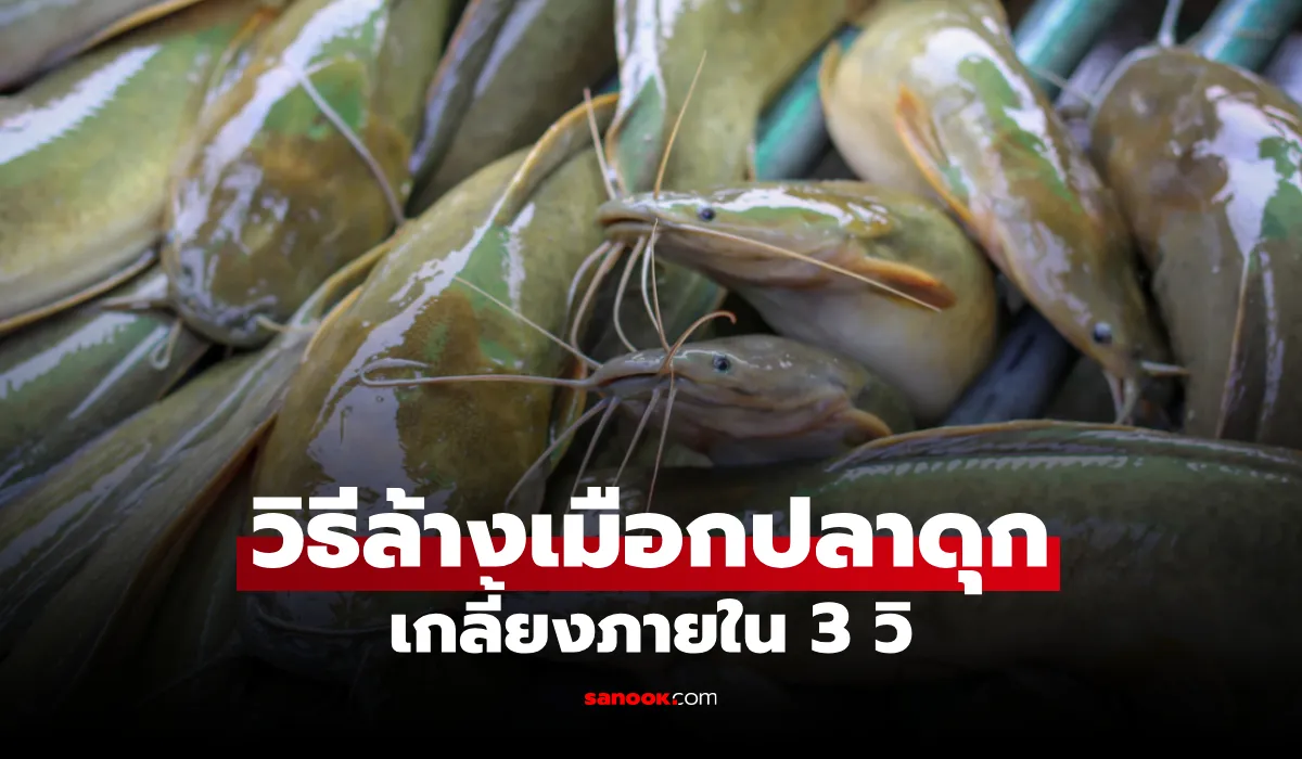 วิธีล้างเมือกปลาดุก