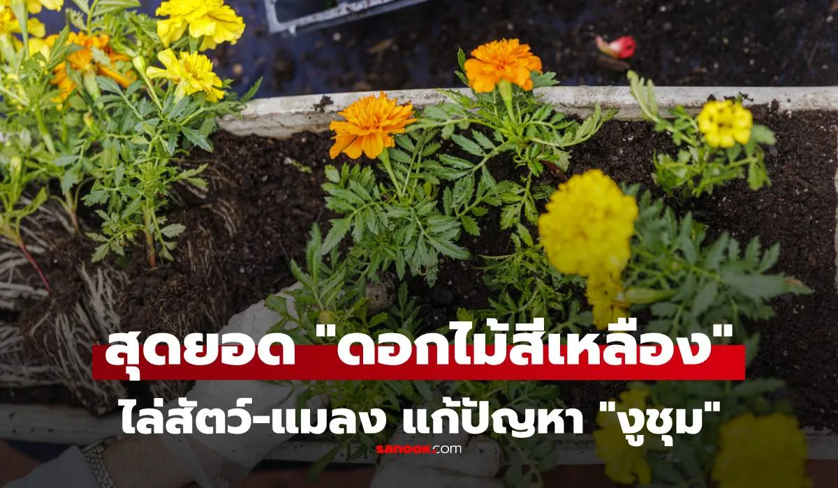 ดอกไม้สีเหลือง