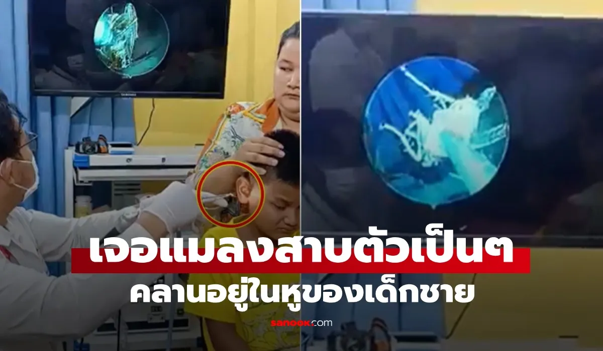 แมลง สาบ