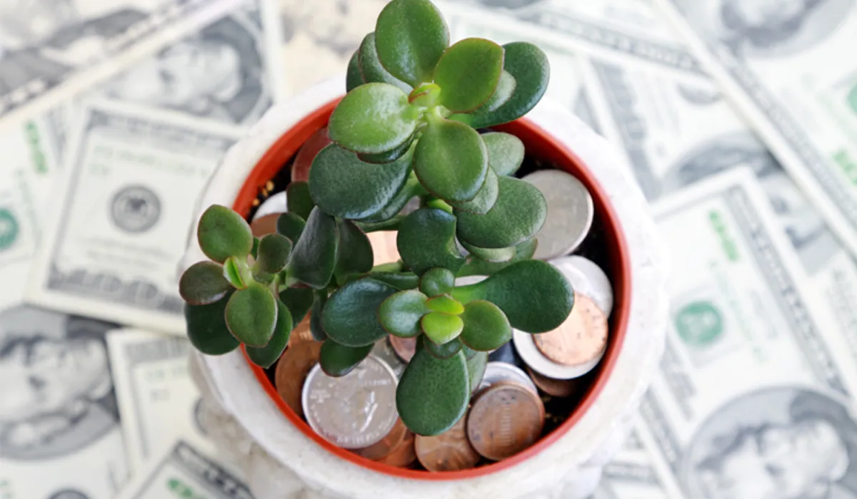 ต้นคลาสซูล่า