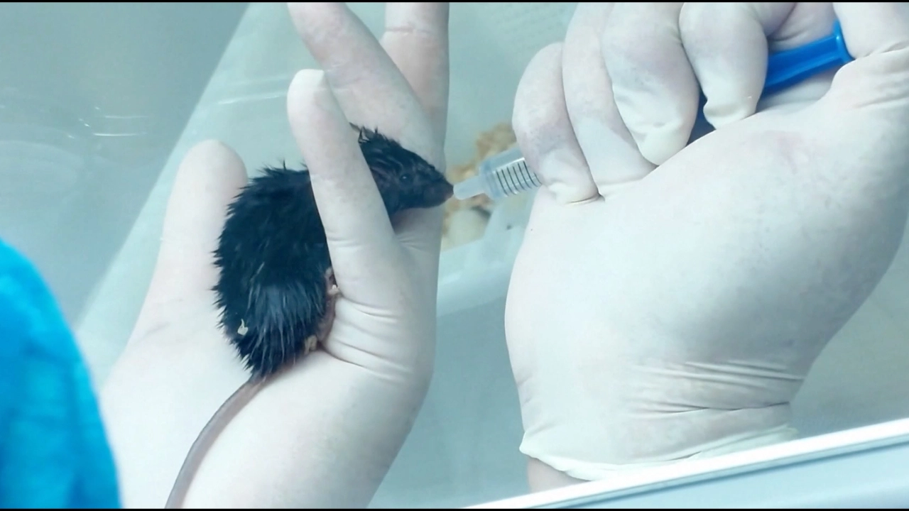 หนูทดลอง 4 ตัว