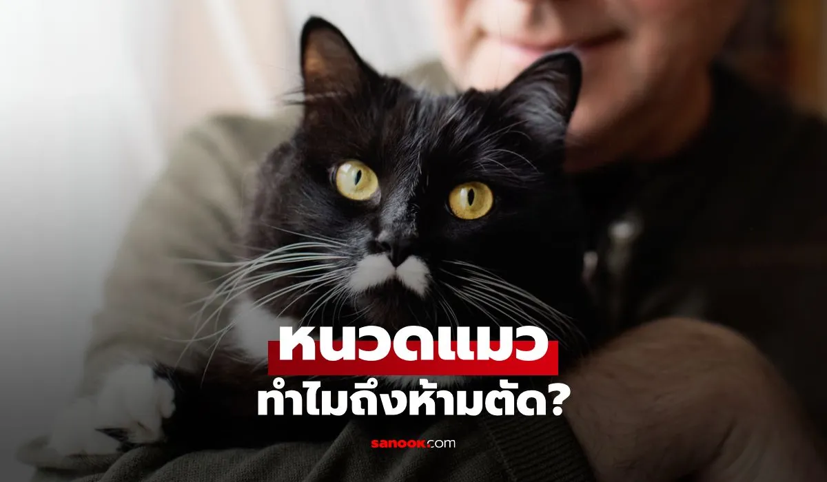 หนวดแมว